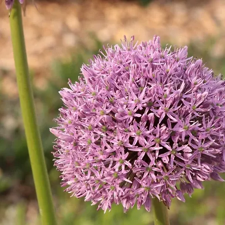 Heumann's Blockhäuser Am Wald